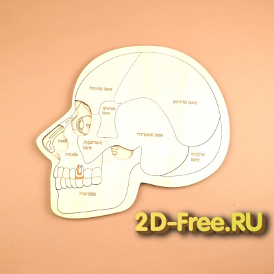 Череп пазл 2D макет для лазерной резки